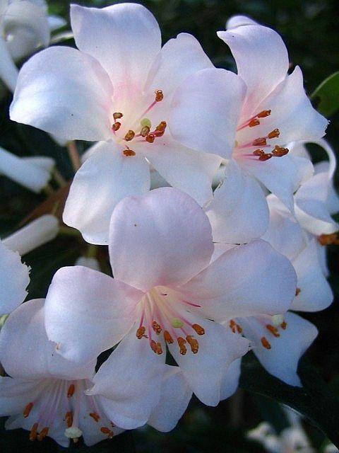 Whisper of Dawn Pastel Posy
